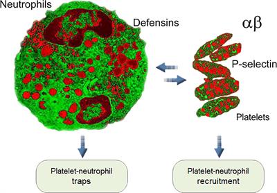 On the Role of Platelet-Generated Amyloid Beta Peptides in Certain Amyloidosis Health Complications